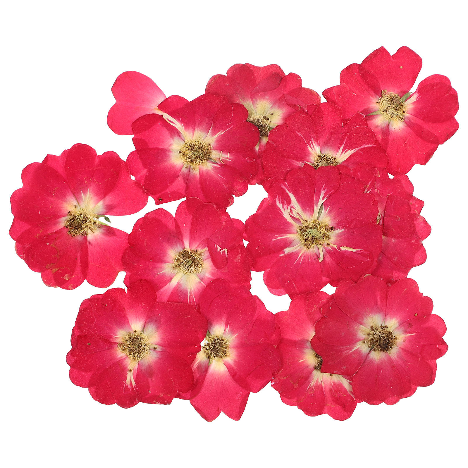 12Pcs Natural Dried Rose Press - Resin Art Flowers reseña y precio