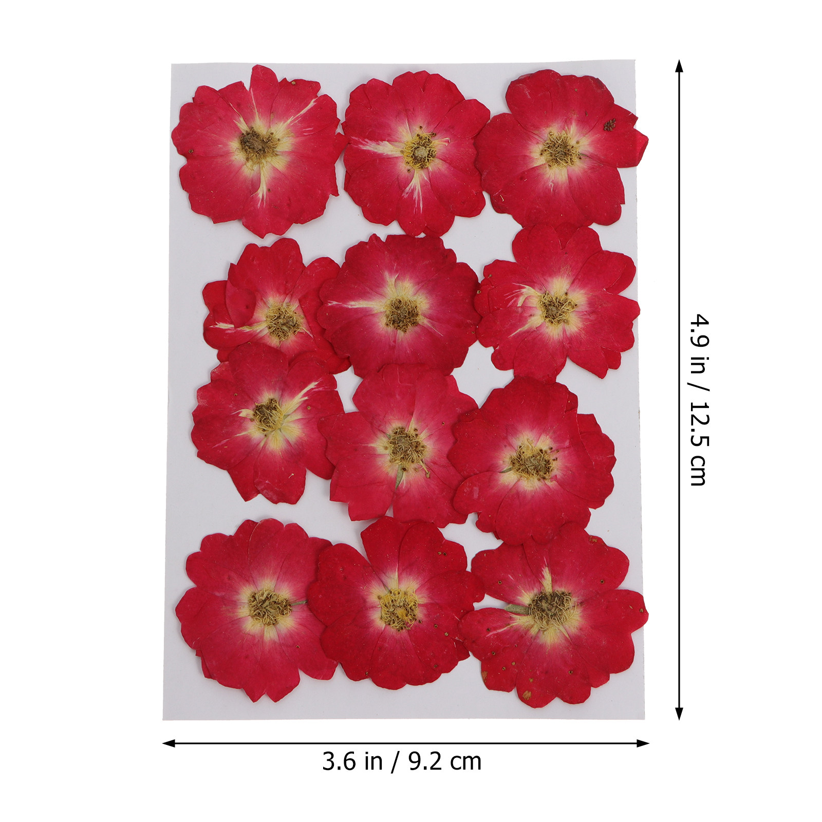12Pcs Natural Dried Rose Press - Resin Art Flowers reseña y precio