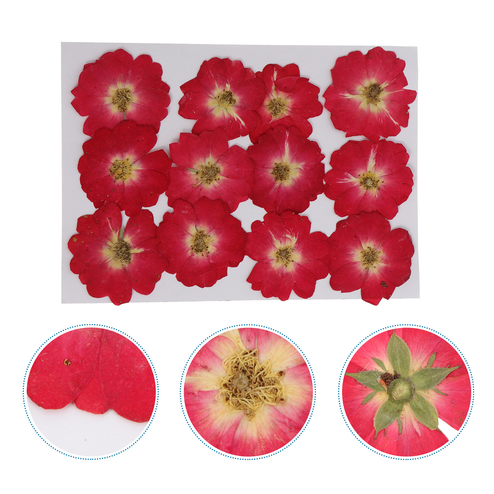 12Pcs Natural Dried Rose Press - Resin Art And Decor reseña y precio