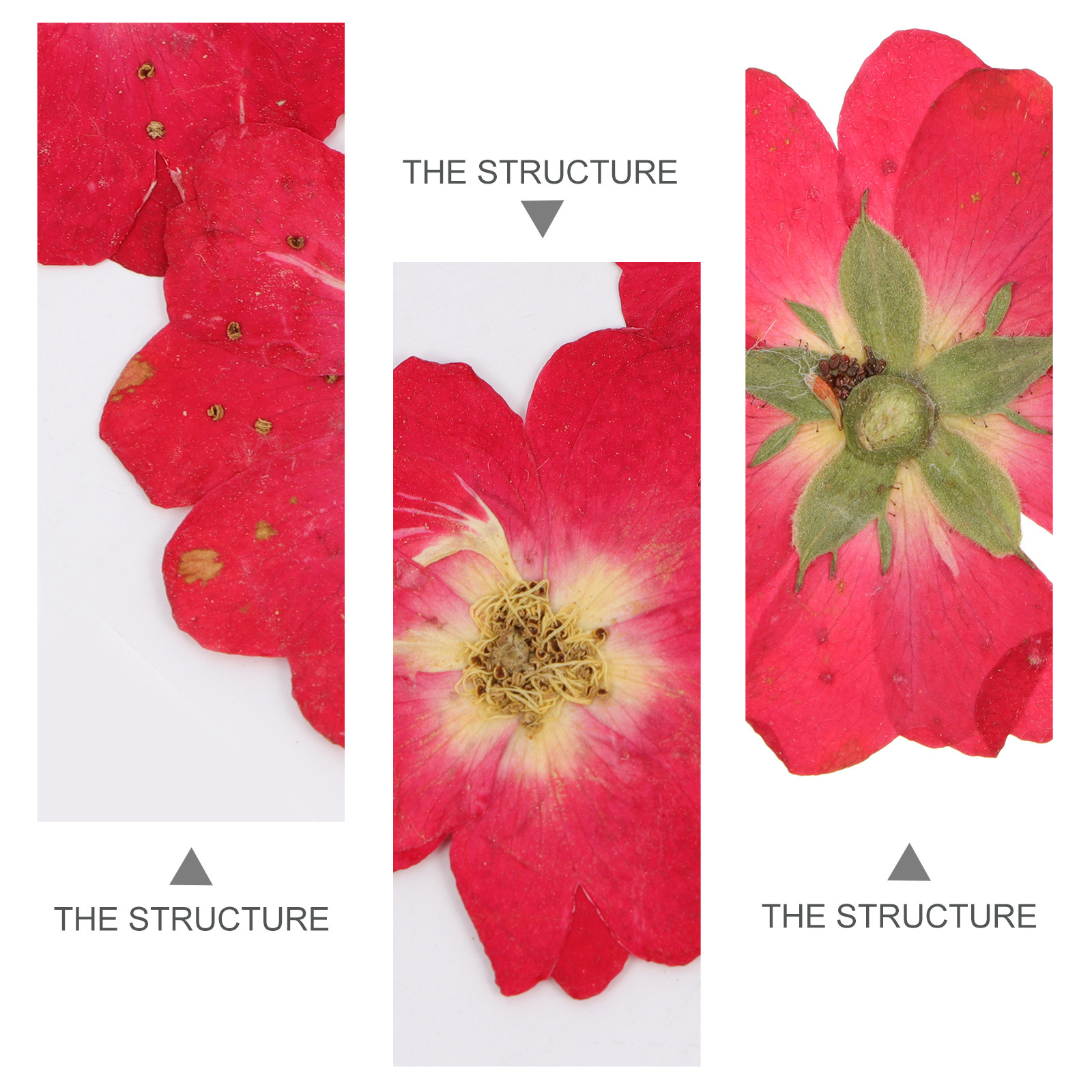 12Pcs Natural Dried Rose Press - Resin Art And Decor reseña y precio